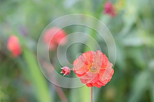 Avens Geum Tempest Scarlet, large, double,Â scarletÂ flower